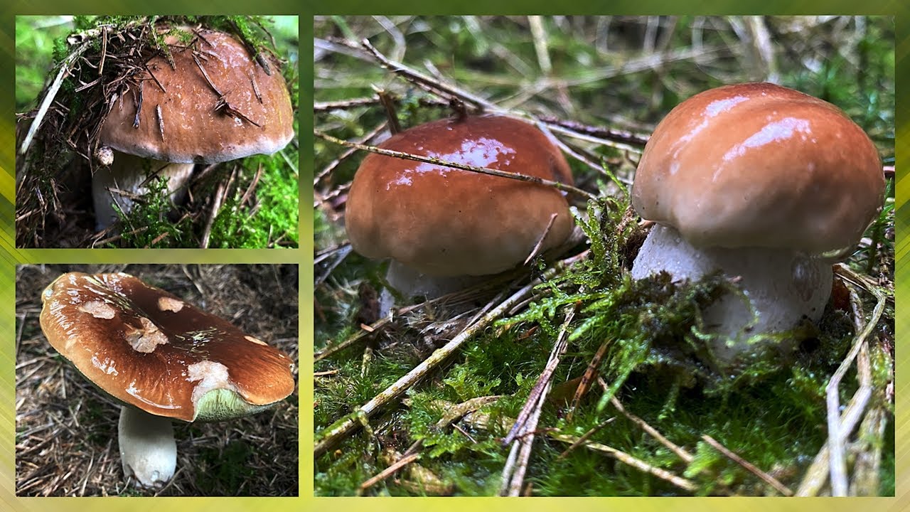 Boletus Edulis ohne Ende😍 Wahnsinns Steinpilze!🍄 (Teil 2) Abbruch der Pilztour ⚠ [September 2024]