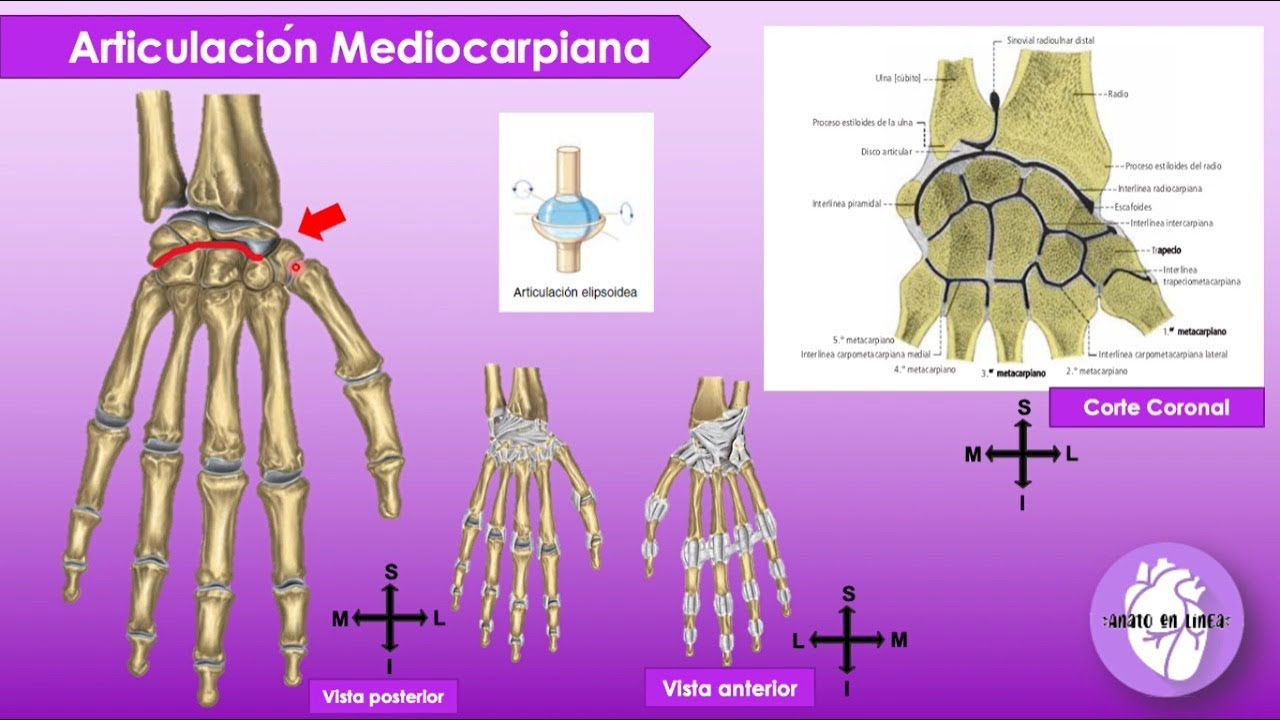 Articulaciones de muñeca y mano - @anatoenlinea