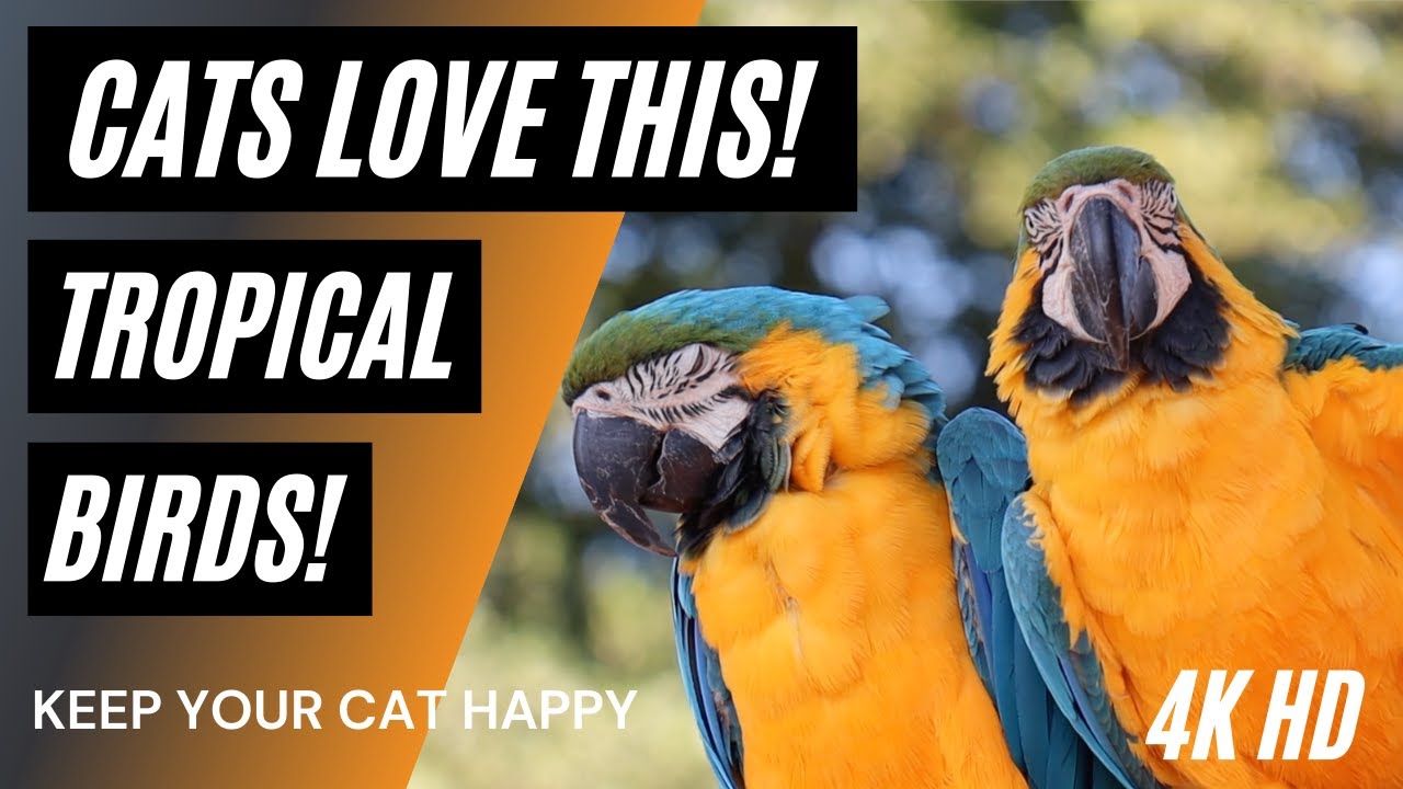 Videos for Cats to Watch ⭐ 4K 😺  ❤️  Tropical Birds 🌳 ⭐