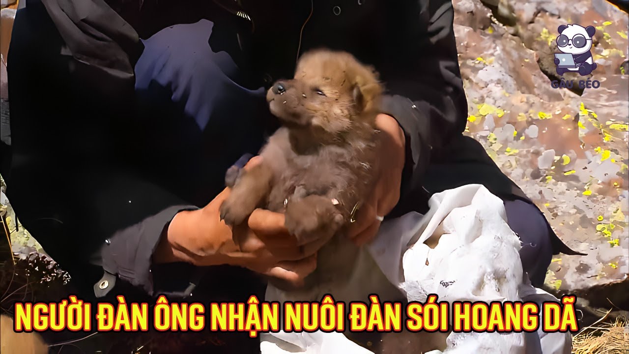 Người đàn ông chăn cừu đã phát hiện và nhận nuôi cả đàn sói hoang dã mang đến hy vọng và tình thương