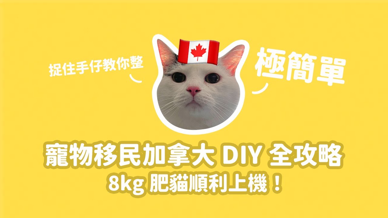 【捉住手仔教你整】寵物加拿大移民DIY全攻略🇨🇦 8kg肥貓順利上機！｜B787機型特別唔同？轉機要清關要點做？出發只要準備3樣野！