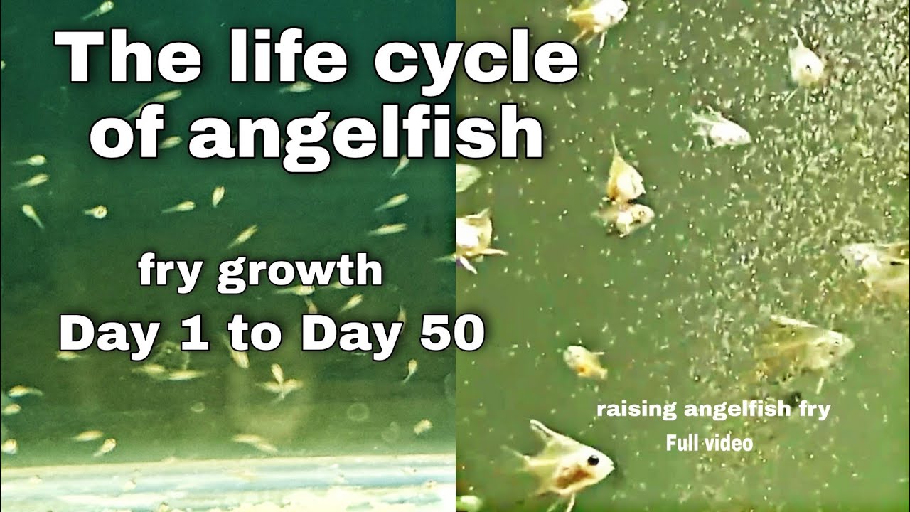 angelfish fry to adult | raising angelfish fry | the life cycle of angelfish | day 1 to day 50