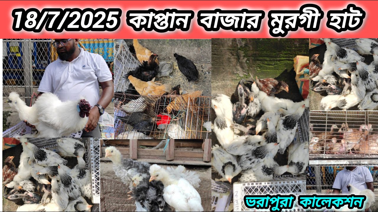কাপ্তান বাজার মুরগী হাট। Kaptanbazar murgi hat, #dashikrishi#দেশিকৃষি#krishi  @DashiKrishiদেশিকৃষি
