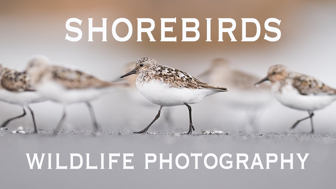 Shorebirds: Wildlife Photography