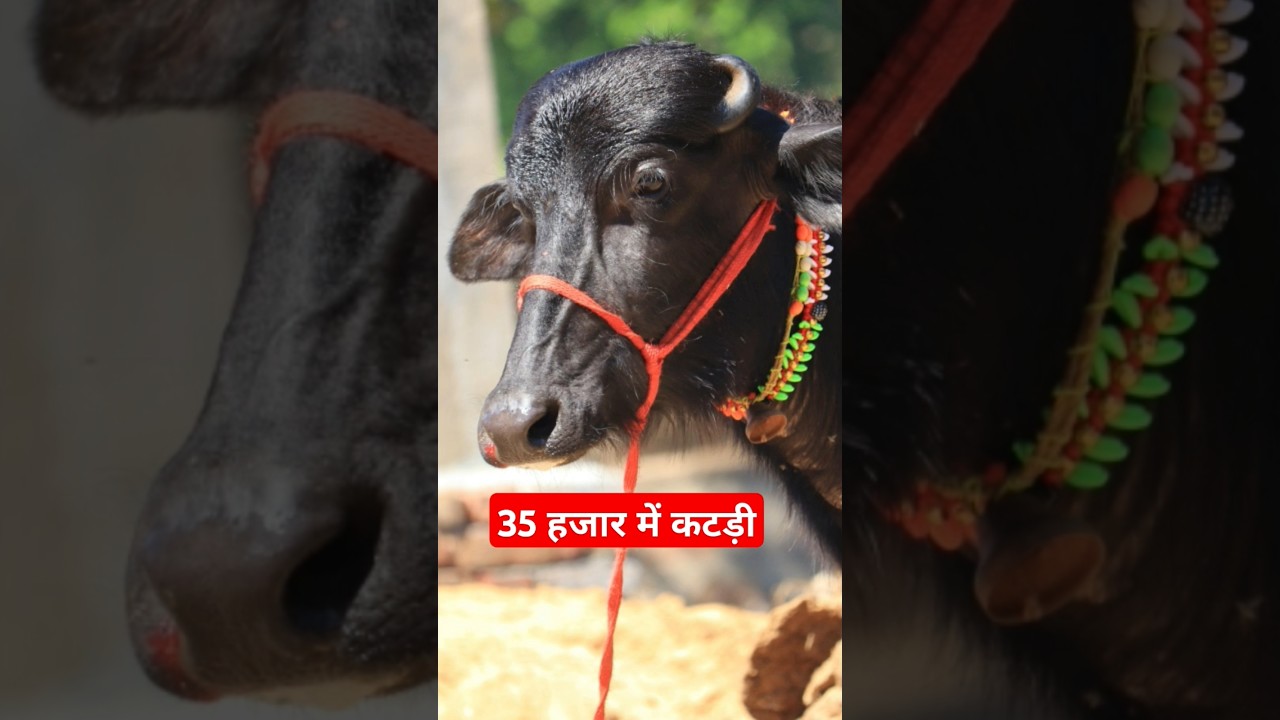 A wonderful female calf available for sale for 35000 | Jiya Dairy Farm (9817376173)
