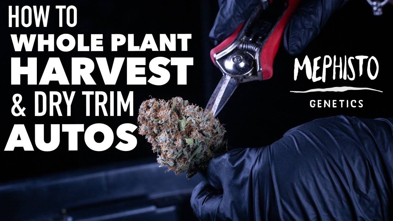 How to Whole Plant Harvest & Dry Trim Autoflowers with Mephisto Genetics