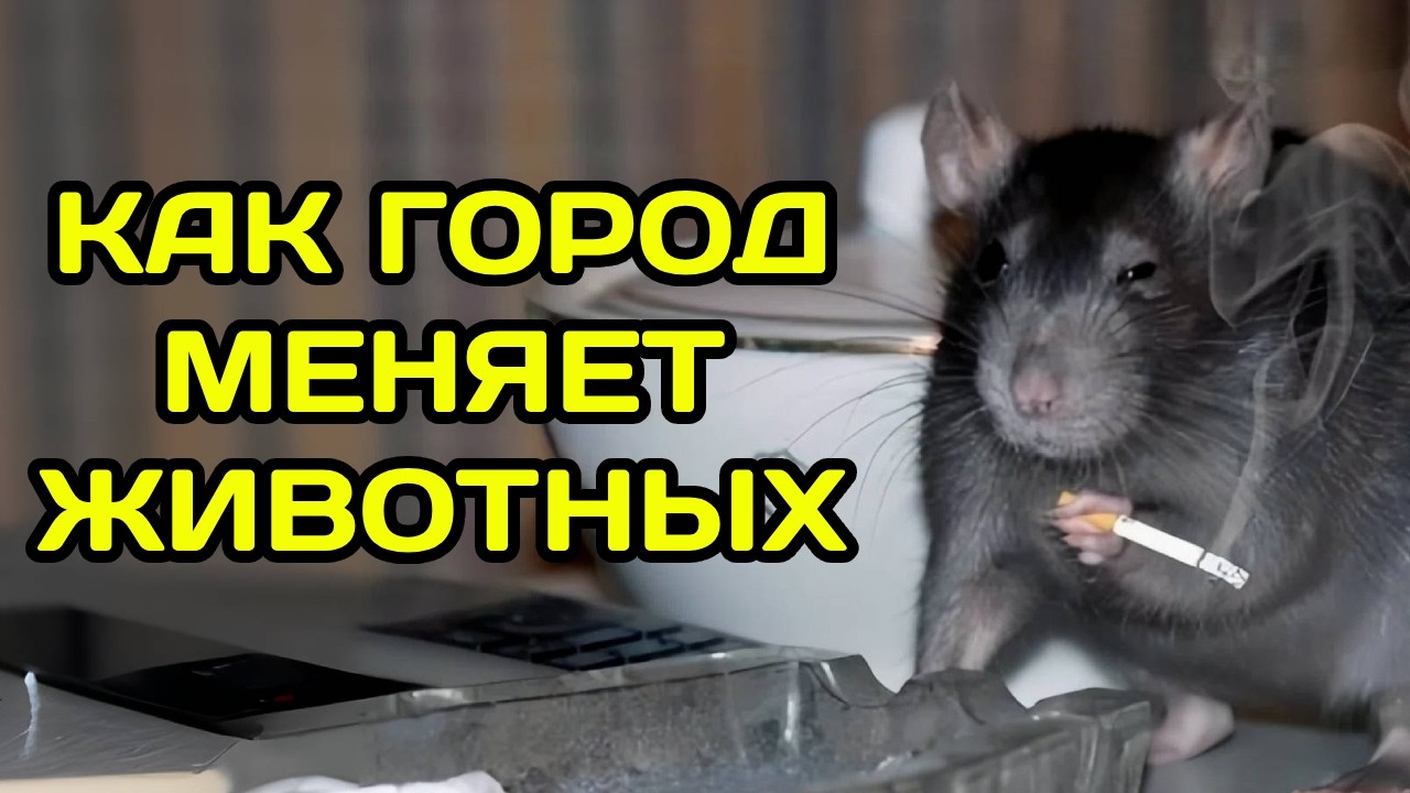 УСКОРЕННАЯ ЭВОЛЮЦИЯ В ГОРОДЕ