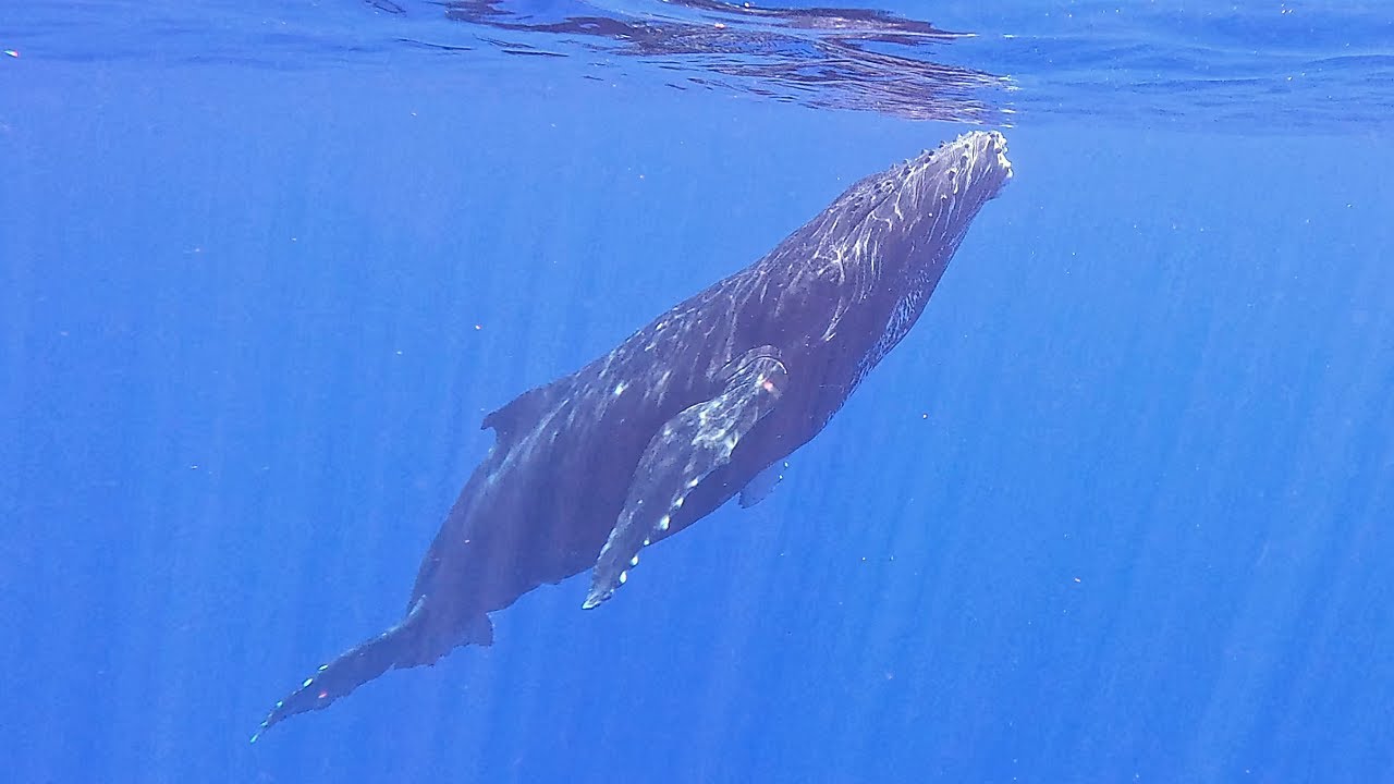 Swimming two meters away from a Whale (Best Experience of My Life)