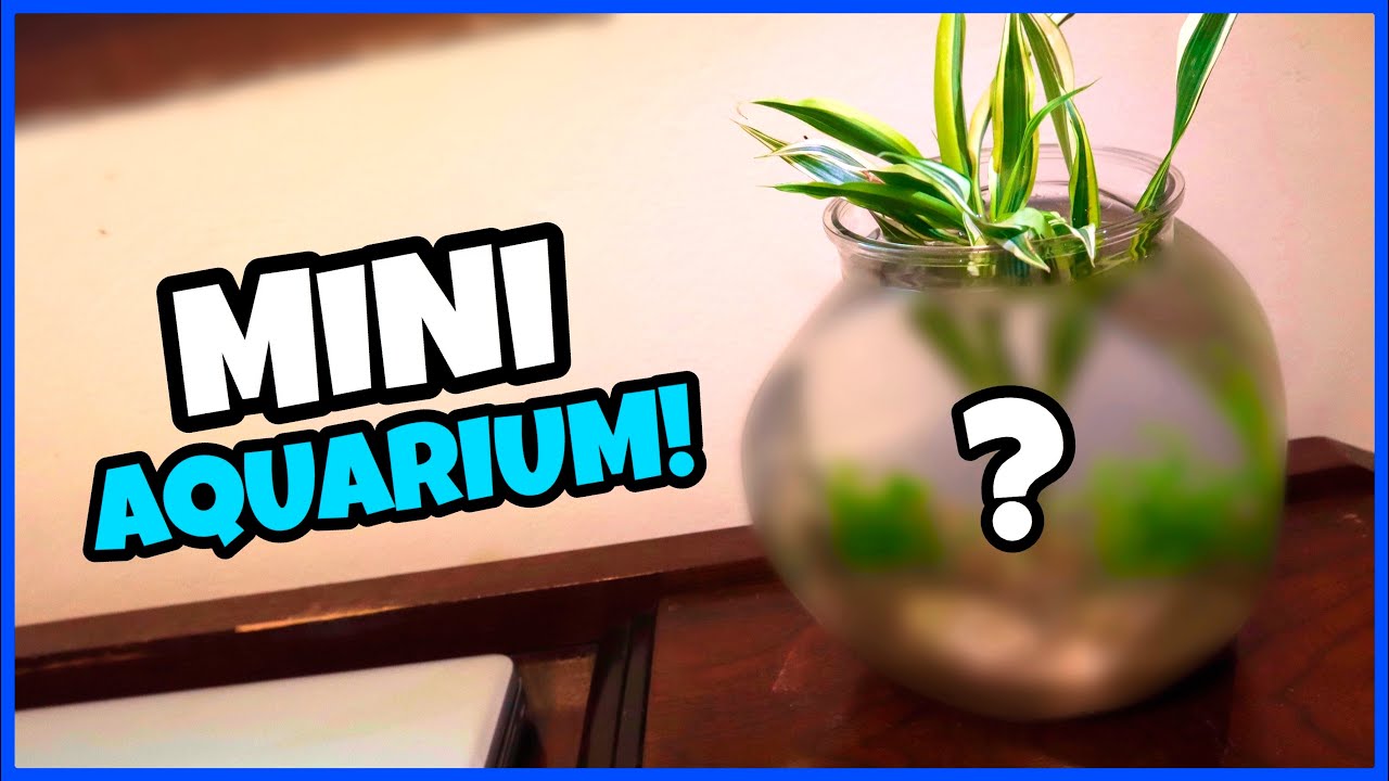 DIY Mini Desktop Aquarium Build!
