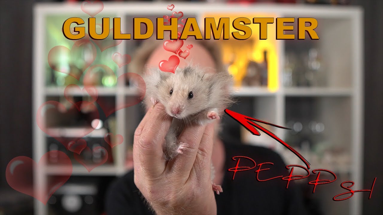 V&auml;rldens s&ouml;taste guldhamster. Hamster som husdjur