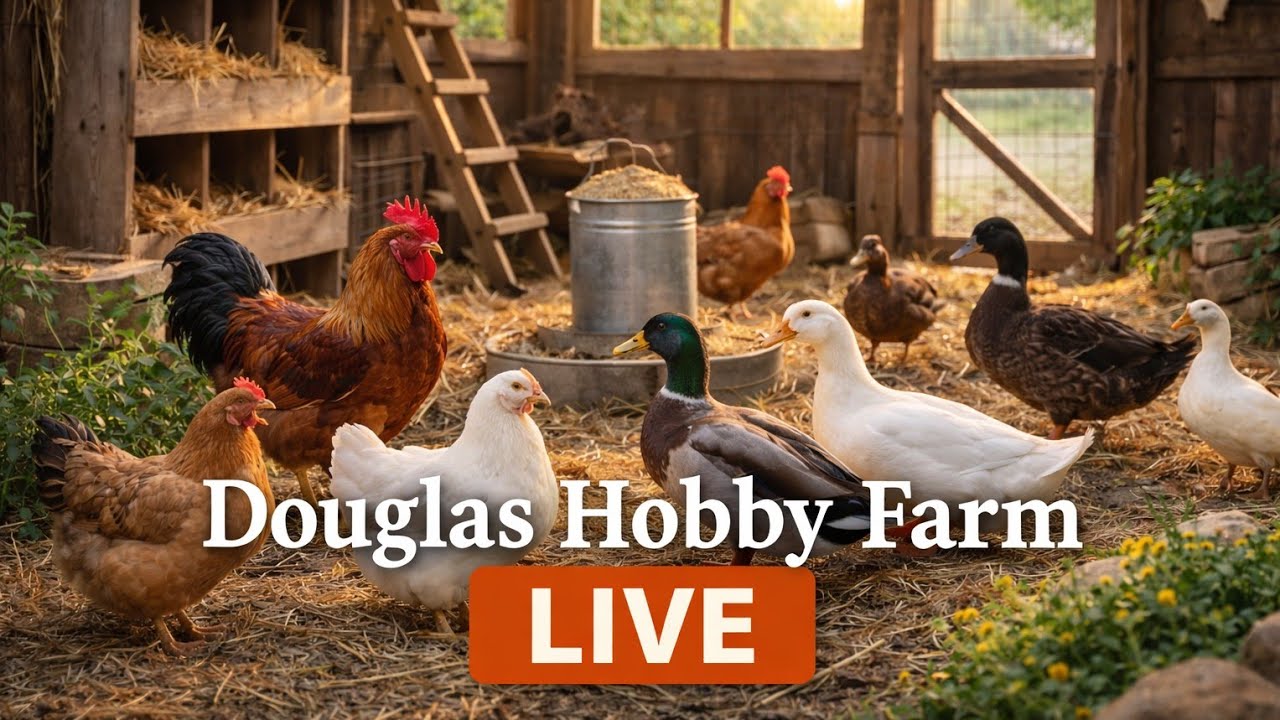 Beaks and Butts Chicken LIVE Cam