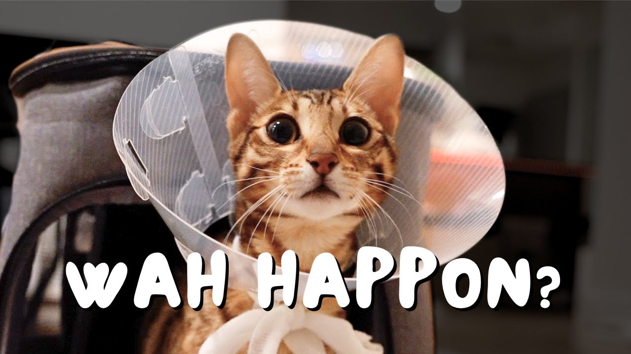 Nothing can stop our Bengal cat (Spay recovery journey) | Ep 11