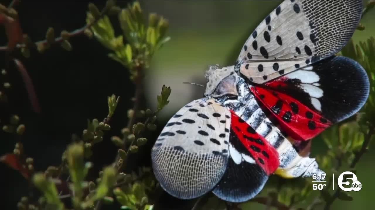 How dogs are helping Cleveland Metroparks kill invasive spotted lanternflies