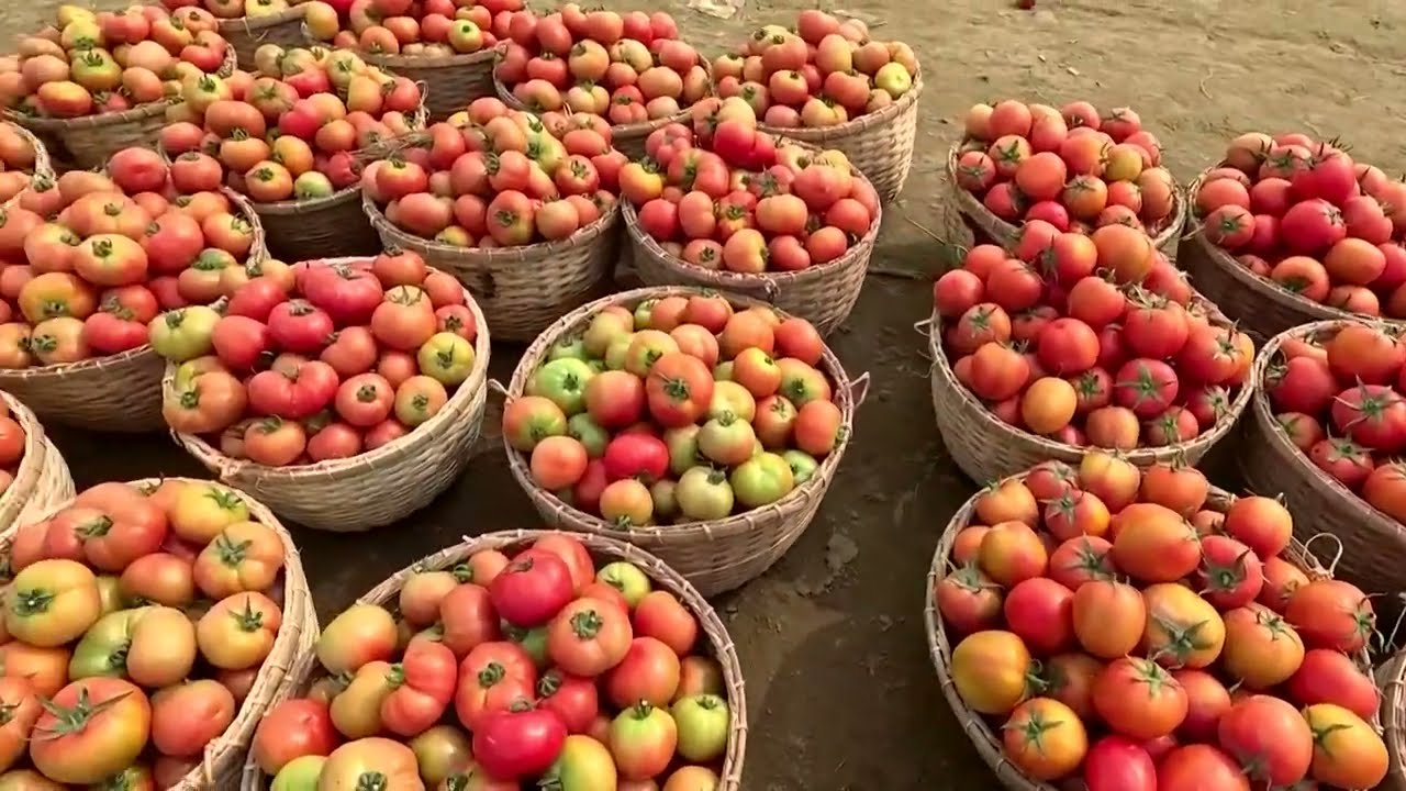 সিলেটের কানাইঘাটে সুরমা নদীর পাড়ে বিখ্যাত সবজির বাজার