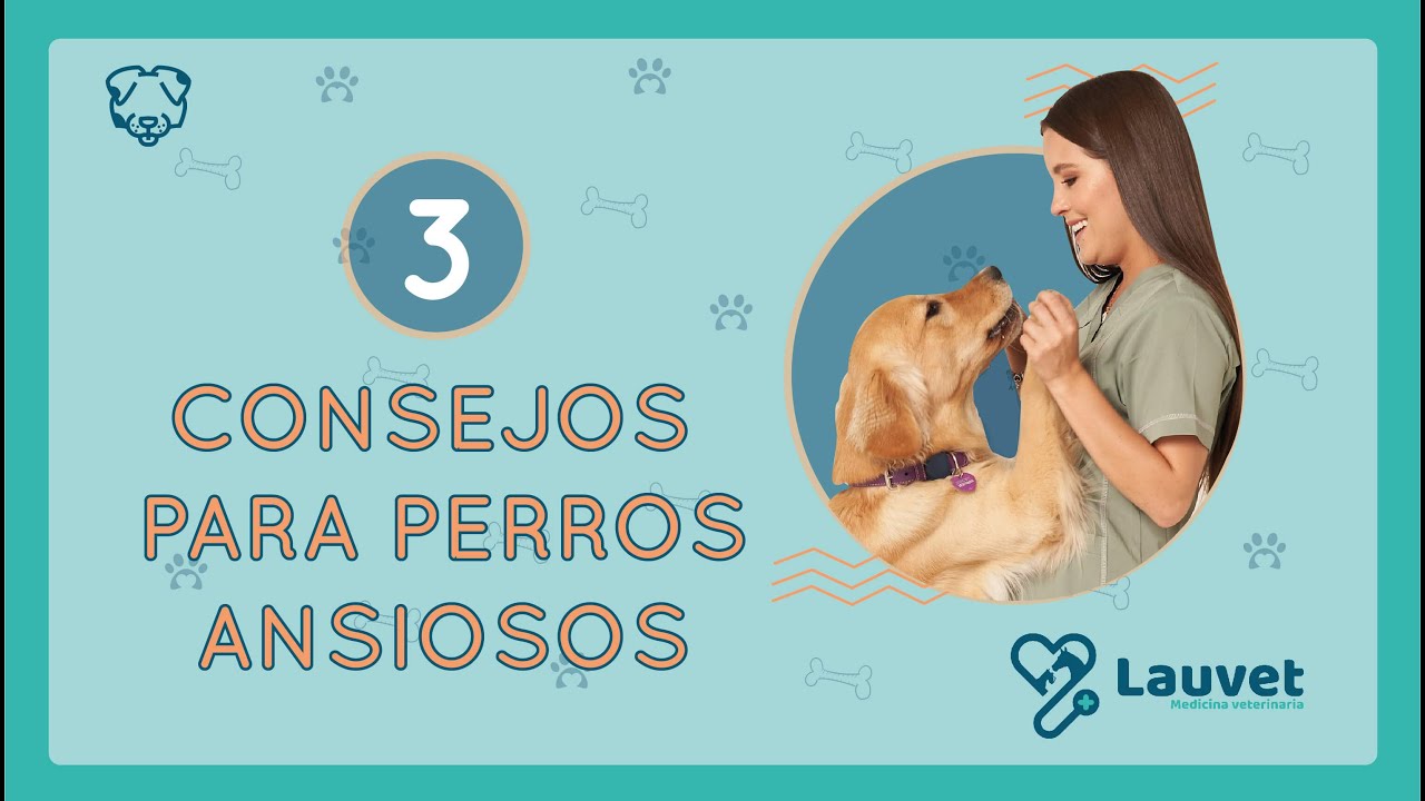 3 CONSEJOS PARA PERROS ANSIOSOS - Lauvet