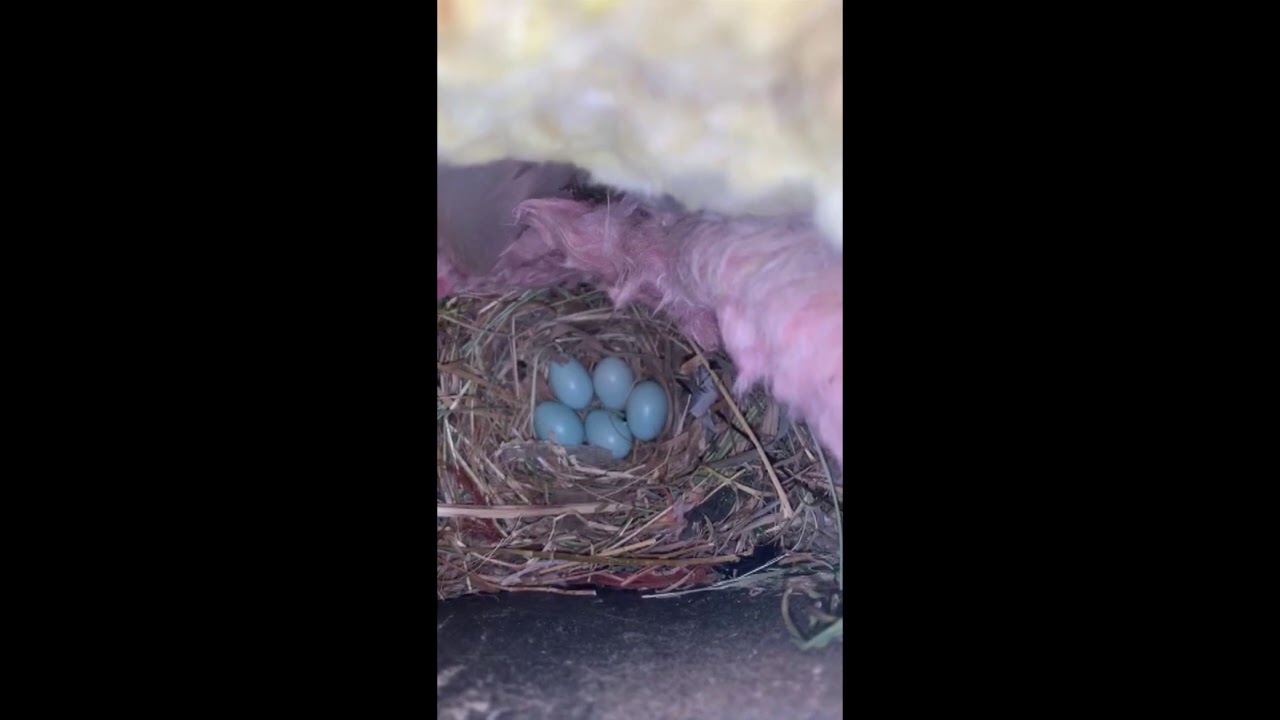 Starling eggs In a Wall Vent