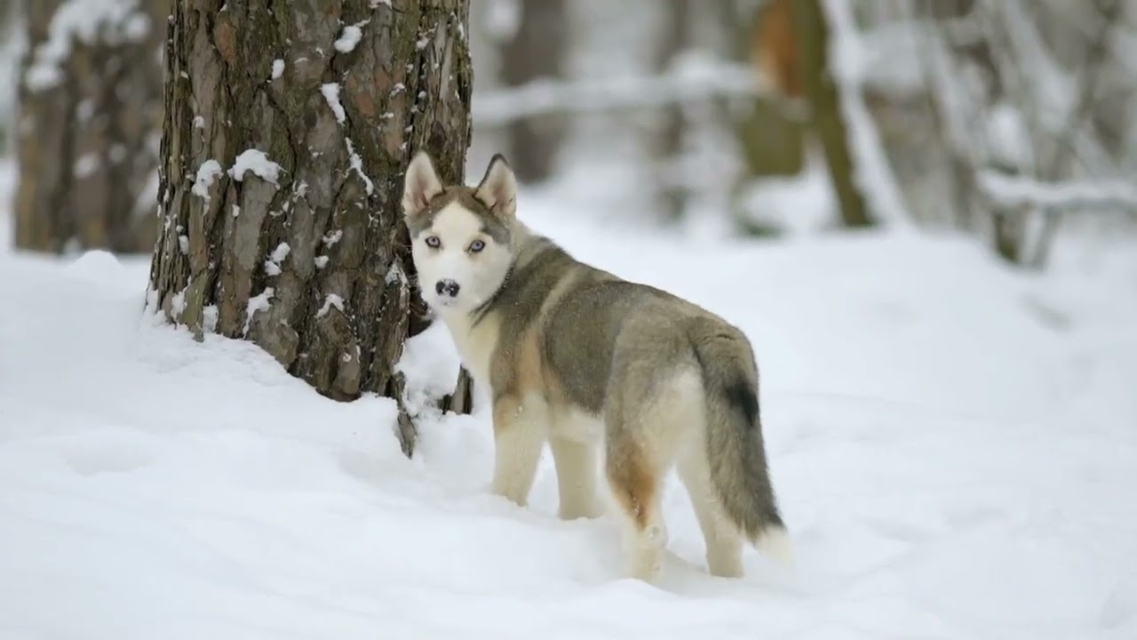 Dog 🐕 very nice #subscribe my channel#
