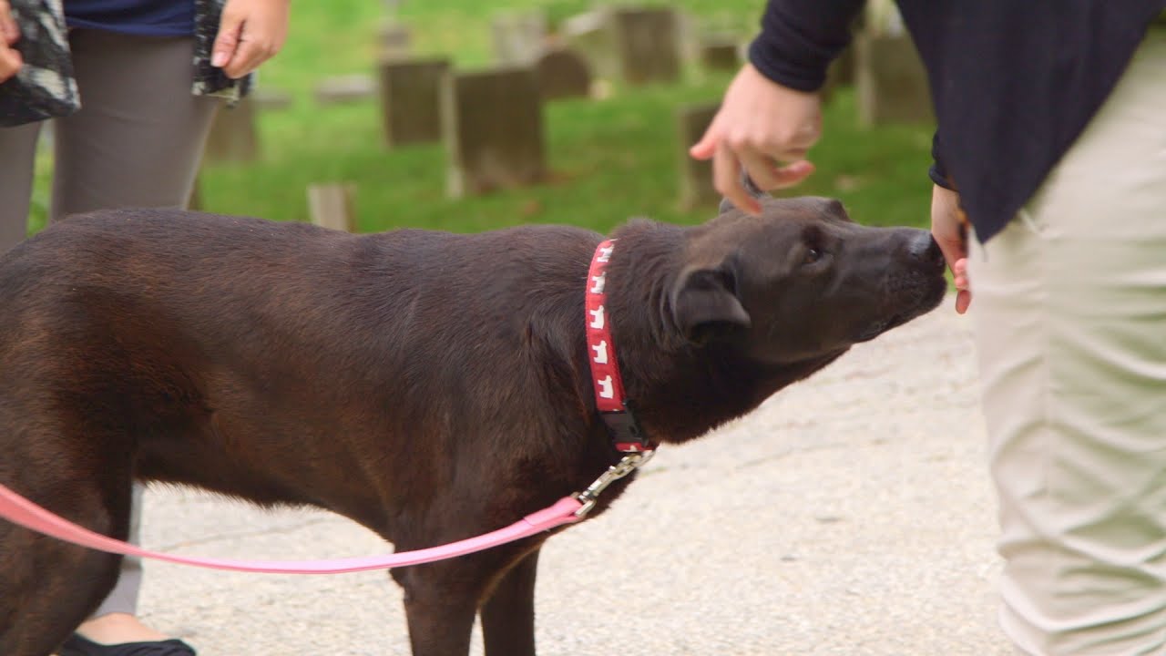 Life at Vet U Exclusive: Behavior Training