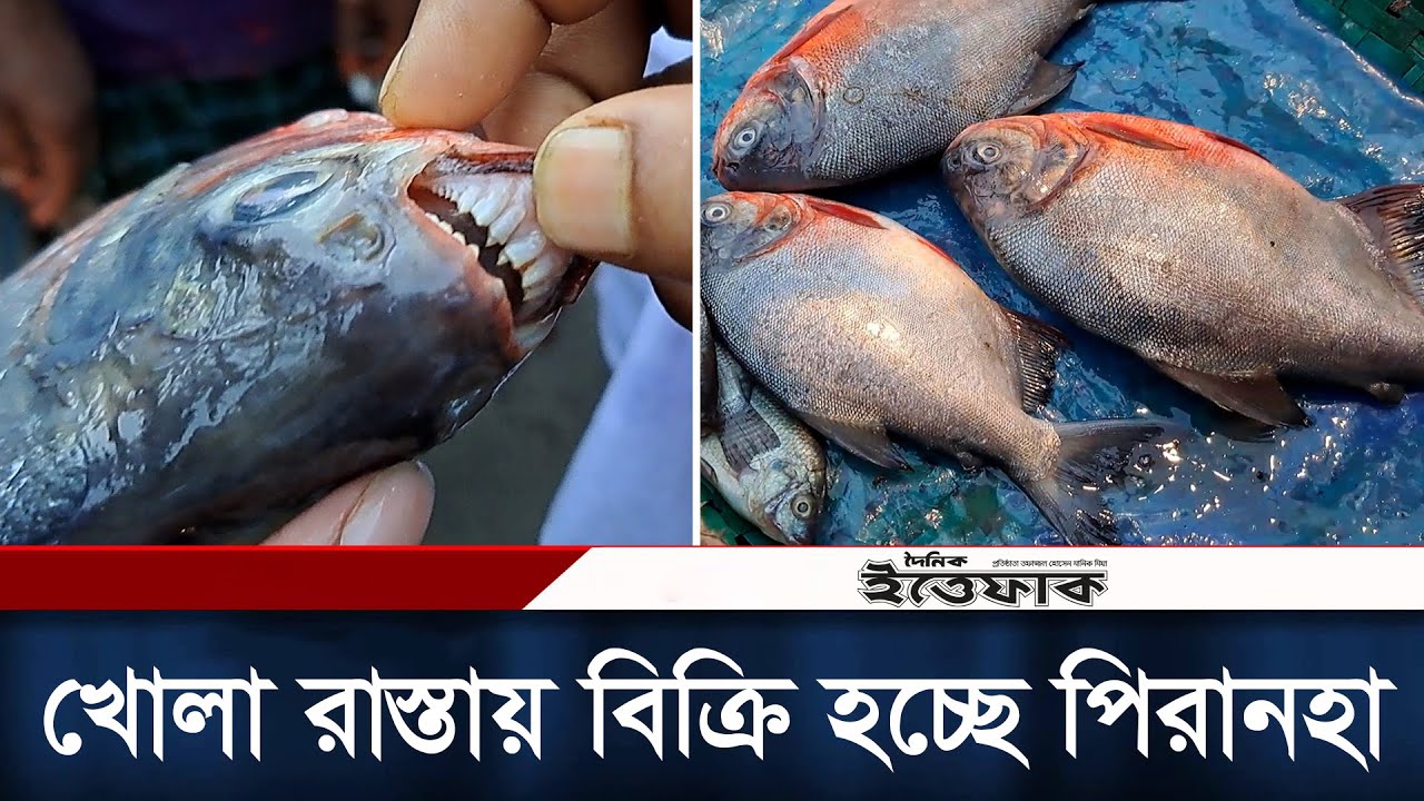 খোলা রাস্তায় বিক্রি হচ্ছে মানুষ খেকো মাছ পিরানহা | Piranha Fish In BD । Daily Ittefaq