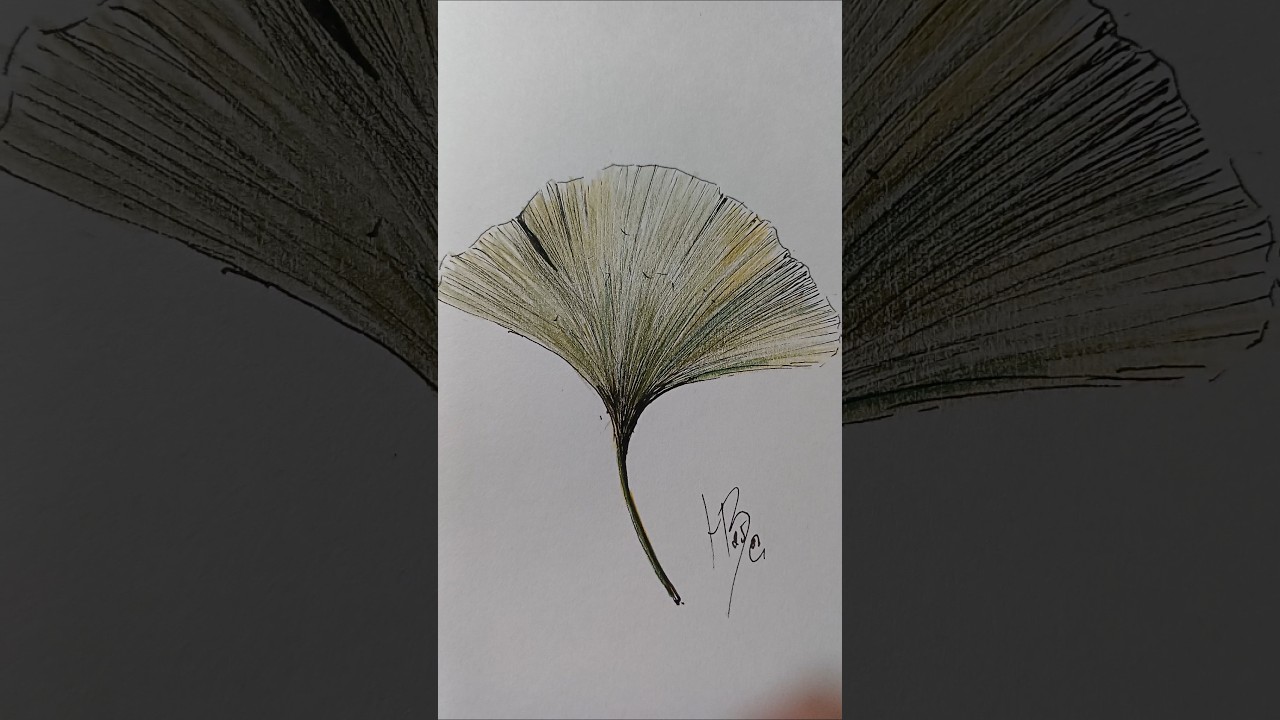 leave of ginkgo 