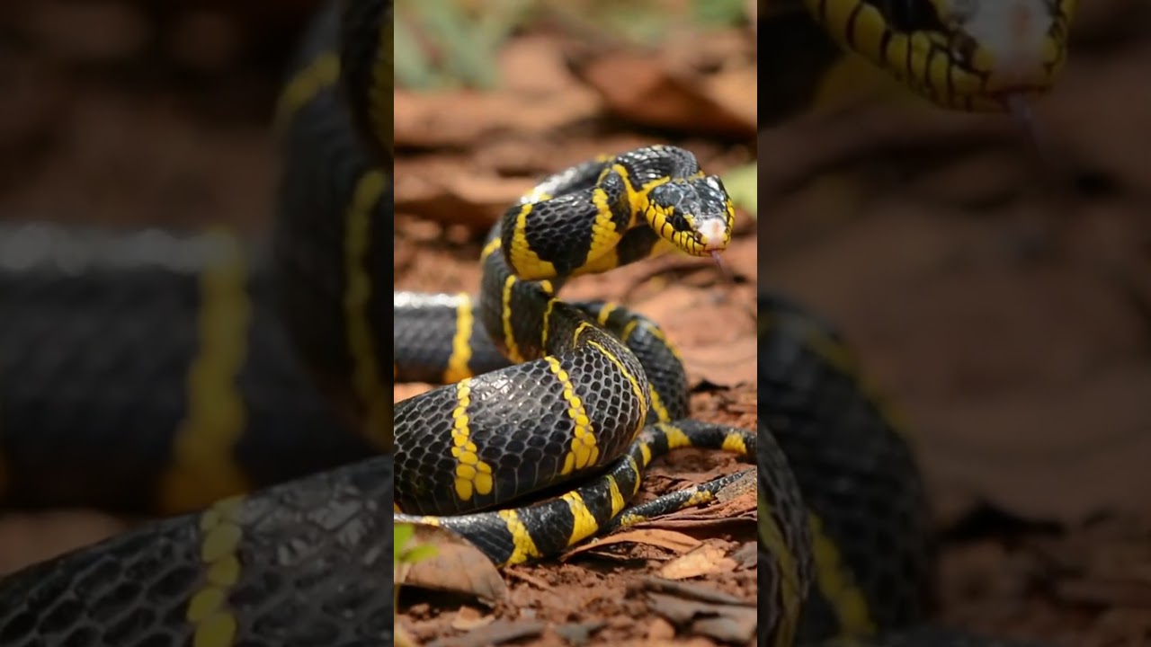 Snakes' Unique Auditory System: Internal Ears and Hearing Limitations | SGK English