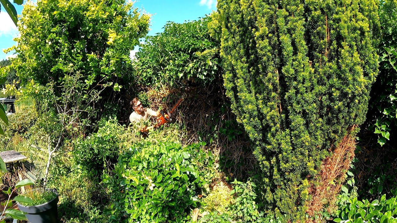 He Just Wanted to Trim the Ivy, but NOTHING Could STOP Me NOW
