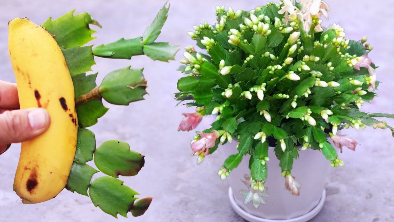 Christmas cactus propagated from bananas