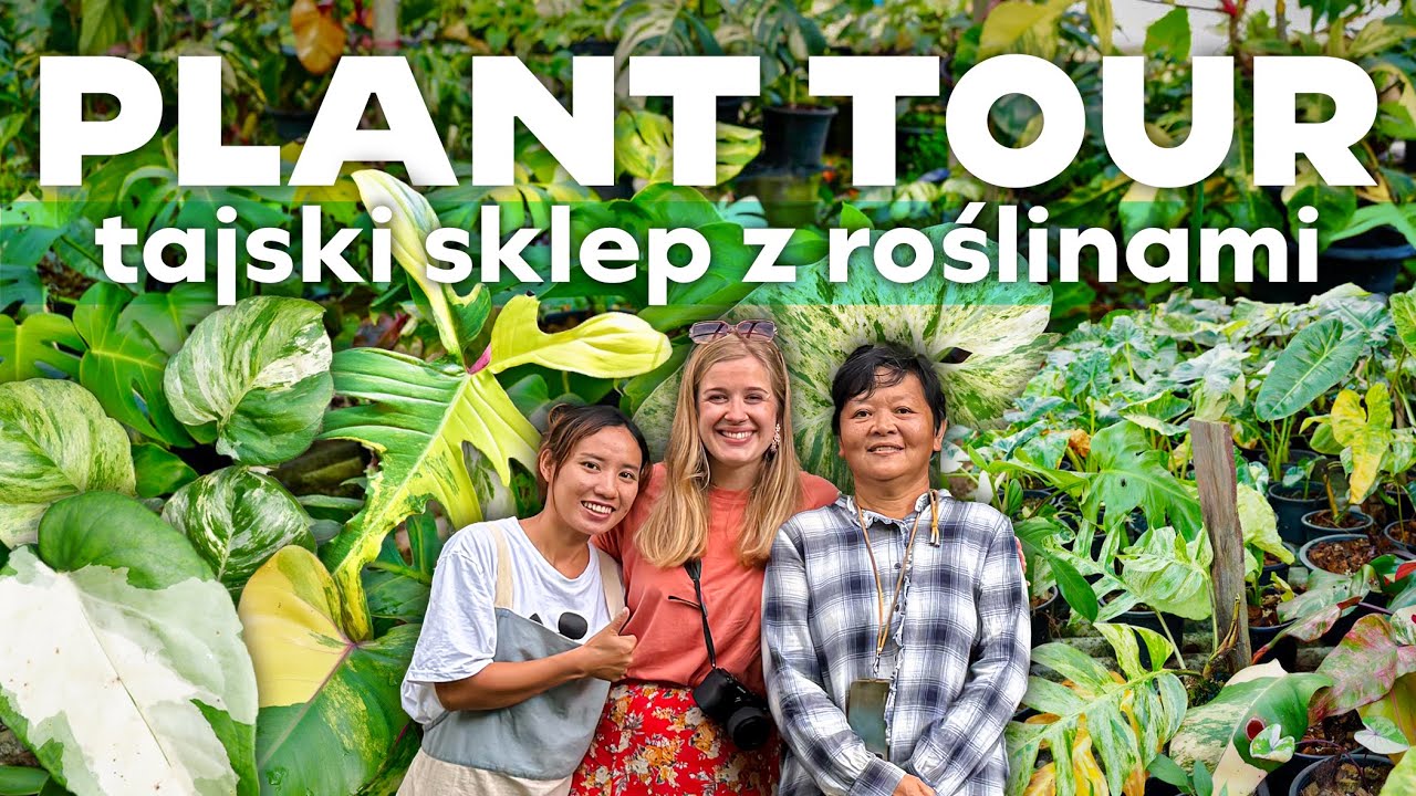 Co znajdziesz w tajskim sklepie z roślinami? | plant tour | Tajlandia