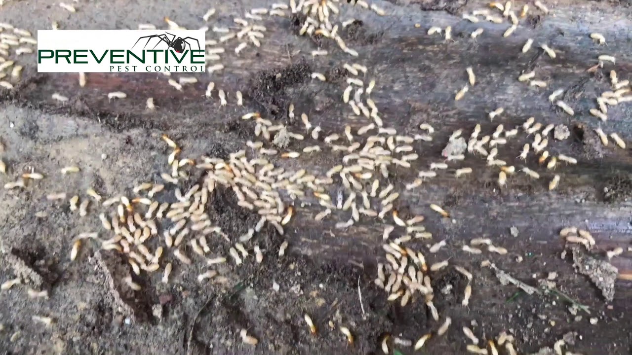 Formosan Termites In Baytown Texas