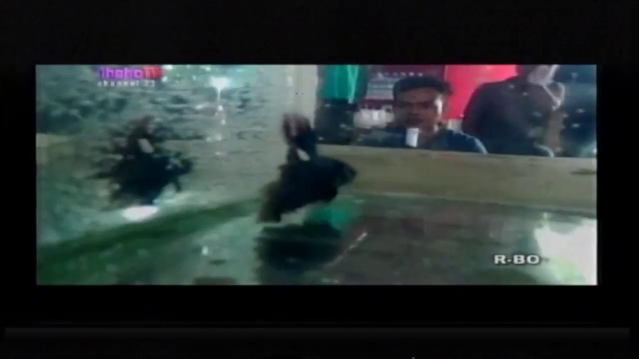 Live Streaming dhohotv