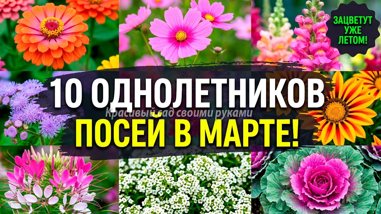 НЕ ПОСЕЕШЬ В МАРТЕ — БУДЕШЬ ЖДАТЬ ЦВЕТОВ ДО ОСЕНИ!