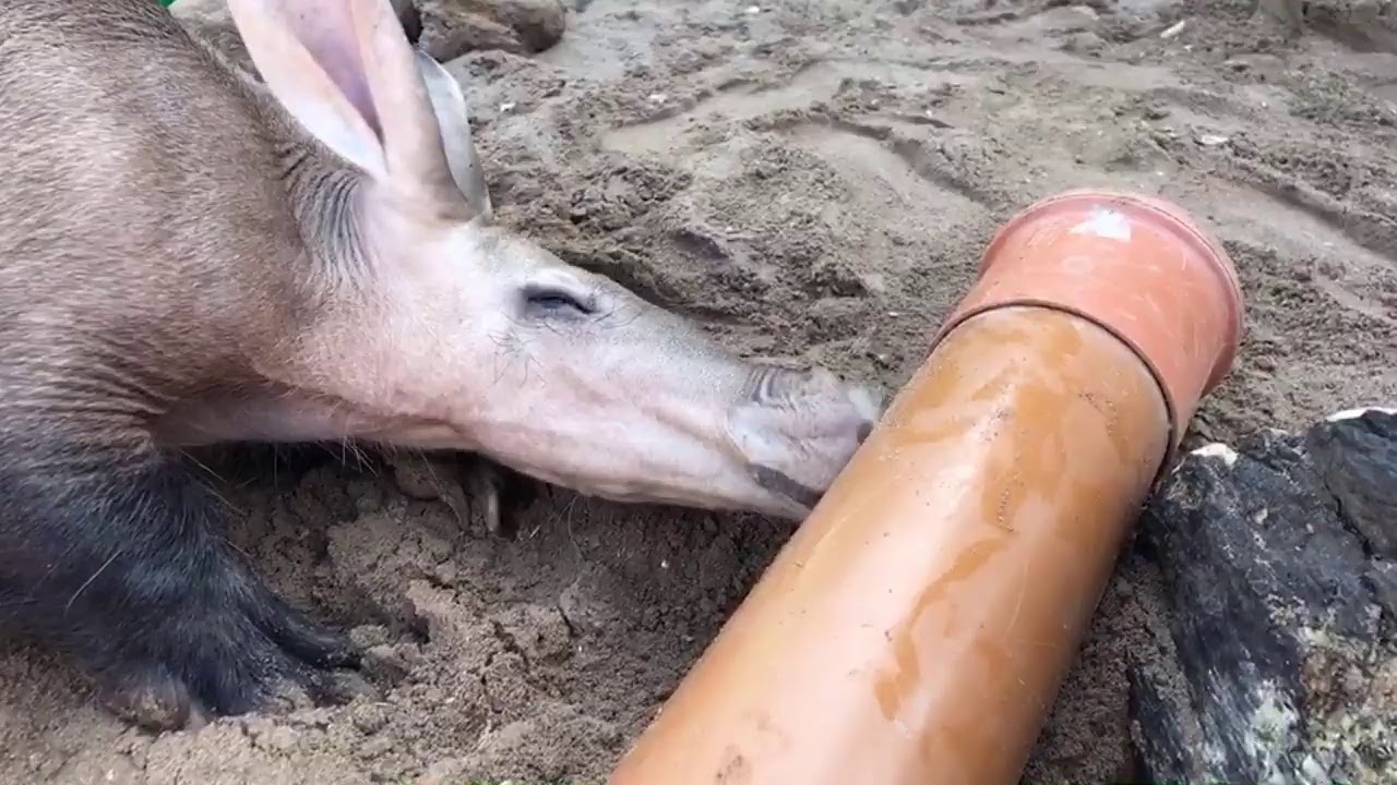 VIRTUAL ZOO DAY 4 LIVE: Awesome aardvarks! 😃