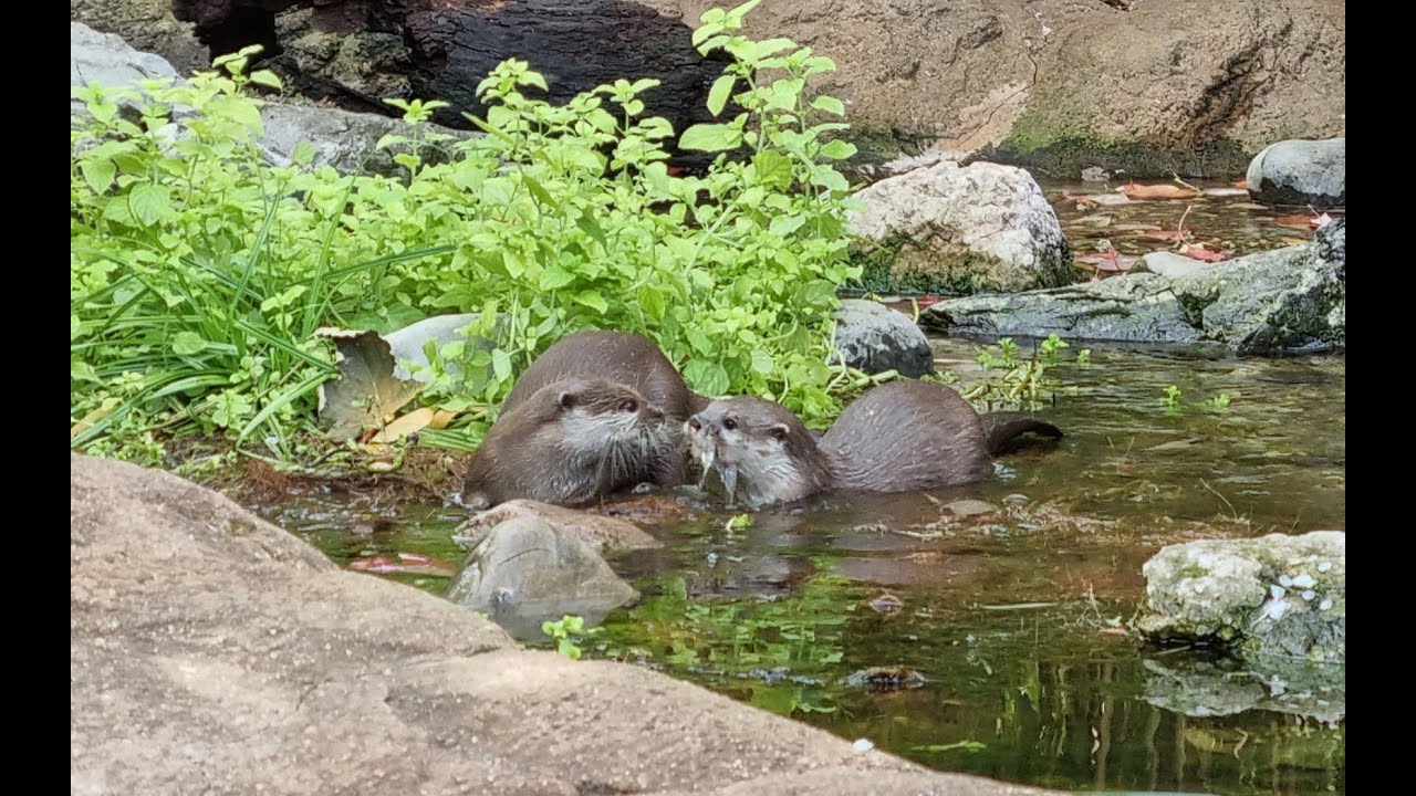 Asian short-clawed Otters (London Zoo, England, UK)