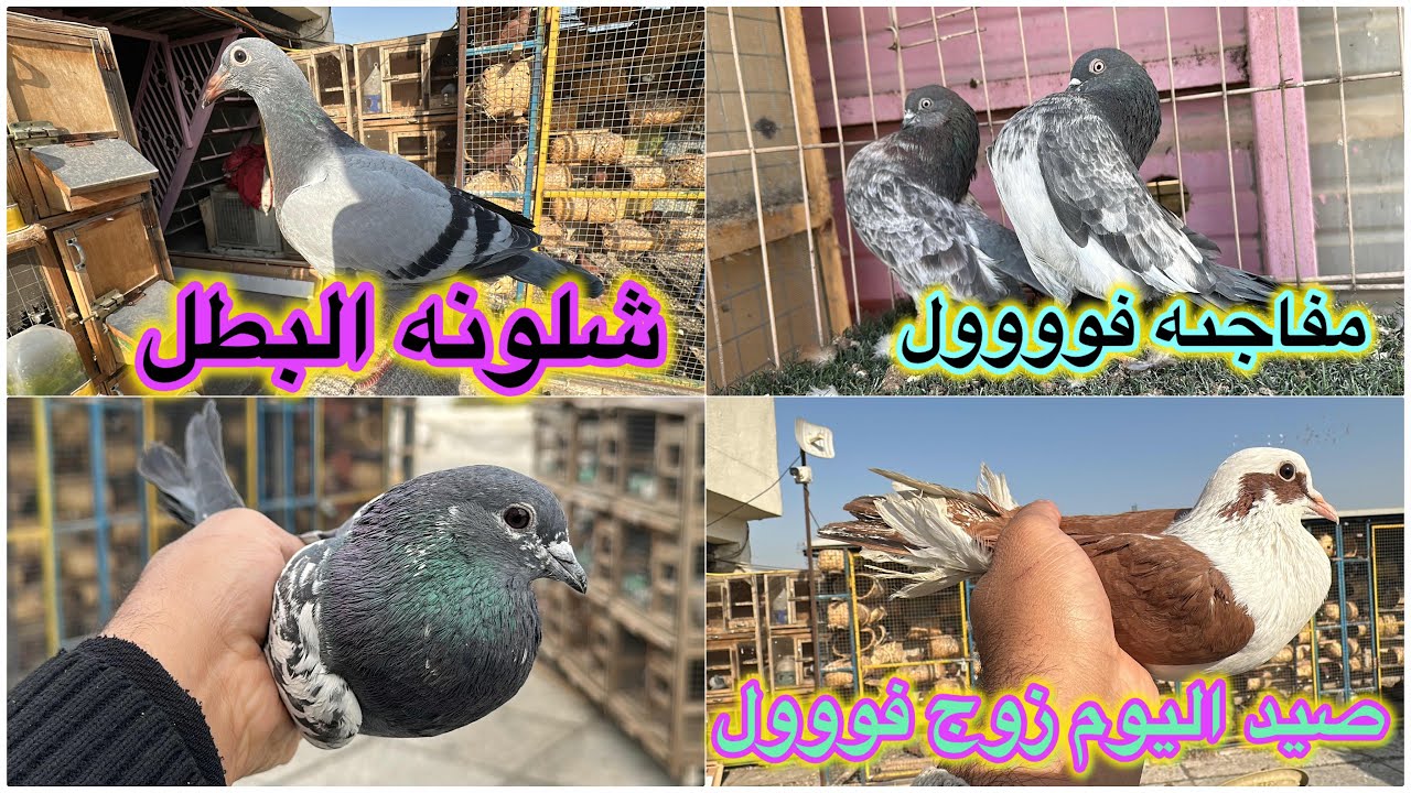 صيد اليوم زوج❤️انتاج فووول❤️اكو مفاجئه فووول😂😂