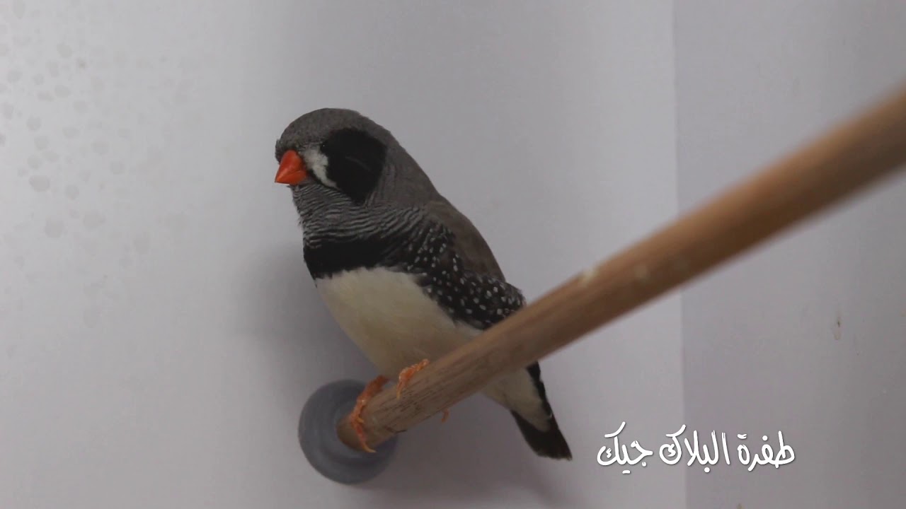لقاء مع مربي بحريني متميز