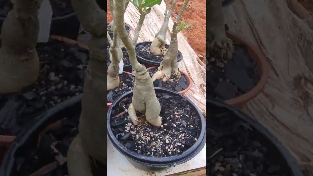 Infestaçao de caramujim
