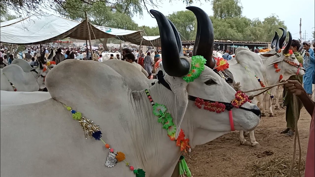 Eid e Qurban pe Chand bail ki mandi / Sindhi bail ki information / Hala maweshi mandi ki updates