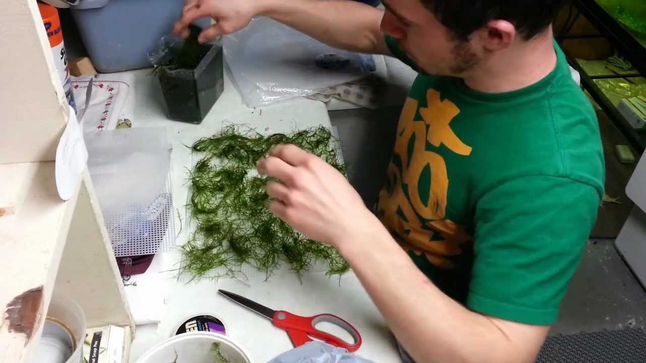 1. DIY Java Moss Wall or Carpet