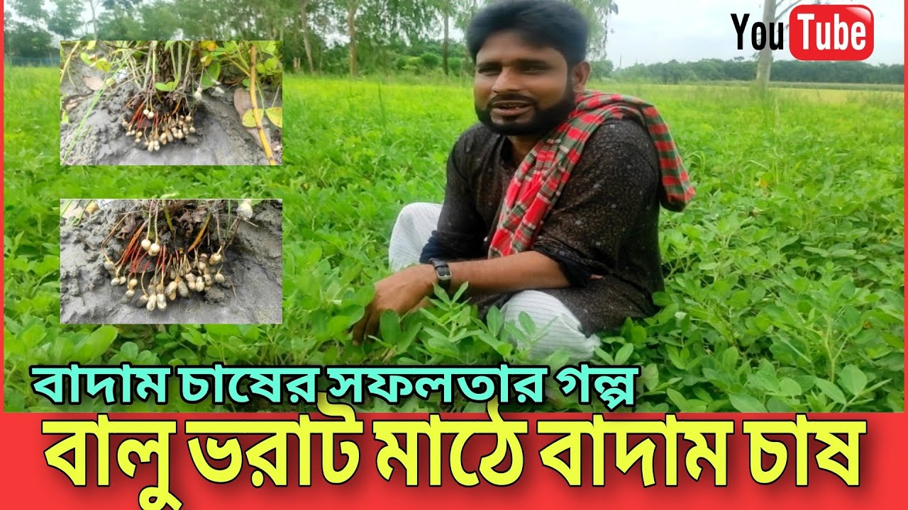 বালু ভরাট মাঠে বাদাম চাষ করে সফল মনির | বাদাম চাষ পদ্ধতি | kacha badam | কৃষি মৎস্য ও গবাদি খামার