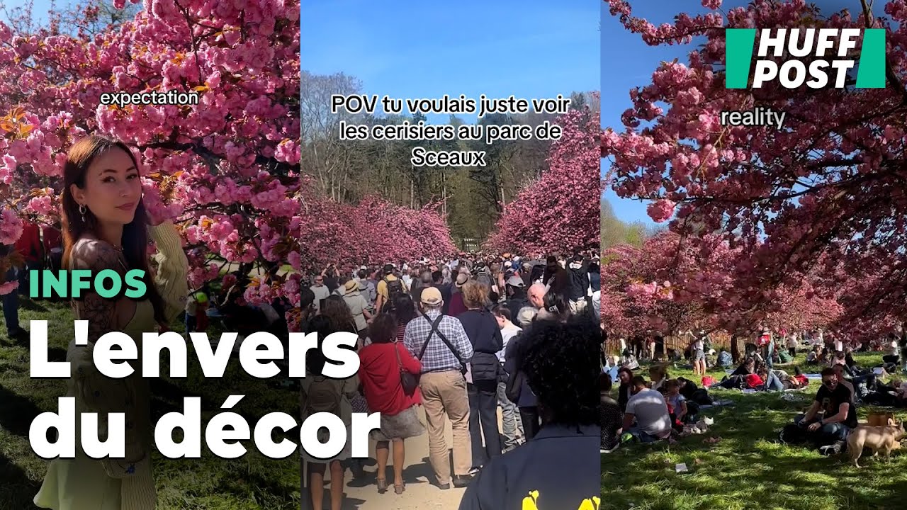 Les cerisiers en fleur fascinent les r&eacute;seaux et remplissent (un peu trop) les parcs