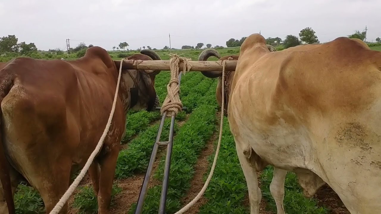 gamdanu jivan