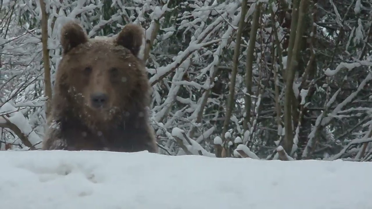 O zi de ianuarie pe Transfagarasan 2026