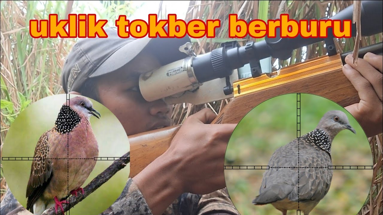 BERBURU TEKUKUR REAL BARENG INOVA TOKBER