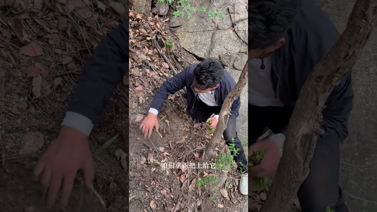 春季不是采挖黄精的时节，但是可以看一看它生长的情况。