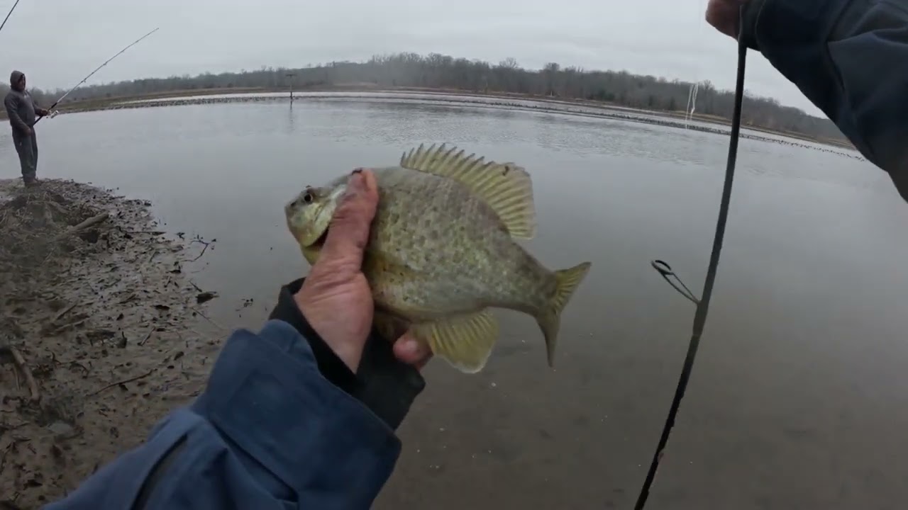pesca de white perch y mojarras en el rio potomac