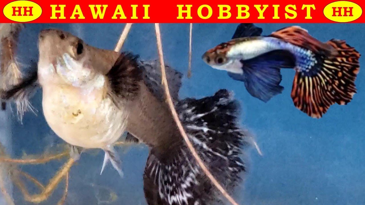 Dumbo Mosaic Guppy ДАЯ ЖИВУЮ РОЖДУЮ И БОЛЬШЕ Видео