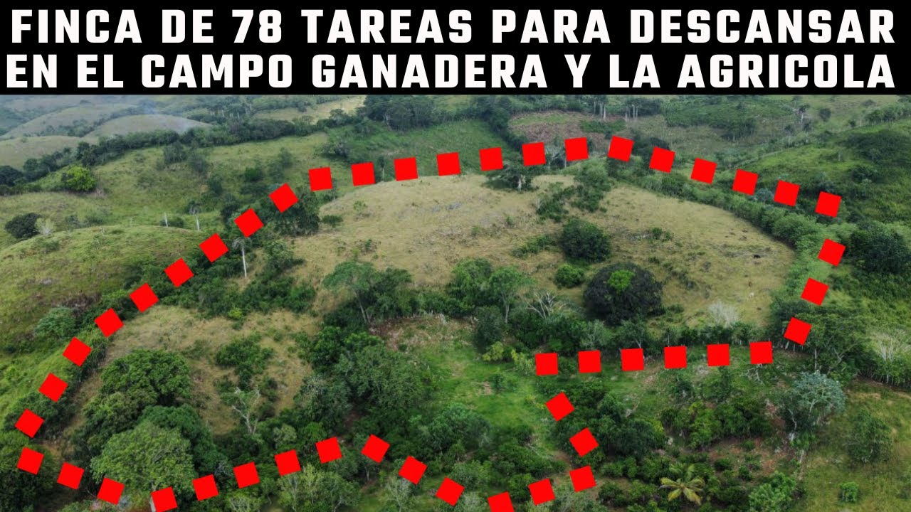 Finca 78 Tarea para Descansar en el Campo Ganadera/Agrícola en Sabana Gde de Boyá #inmobiliariabrito