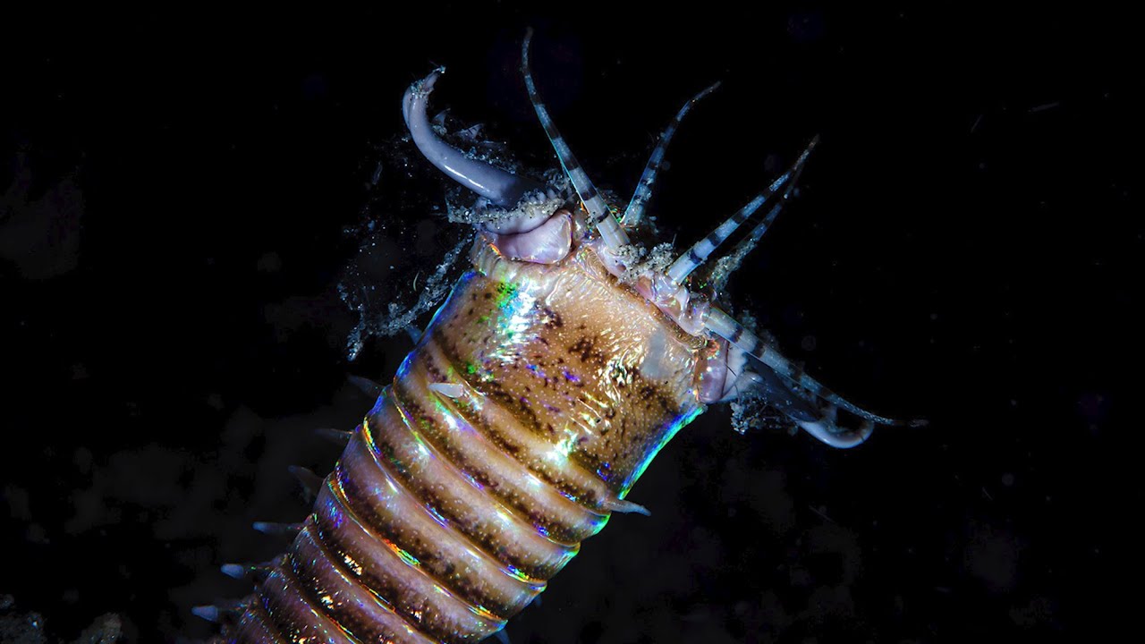 Giant Monster Worms Roamed the Ocean Floor 20 Million Years Ago