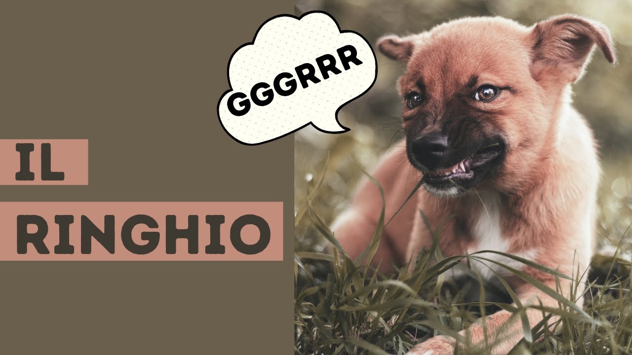 Il ringhio del cane [come interpretarlo e capirlo]