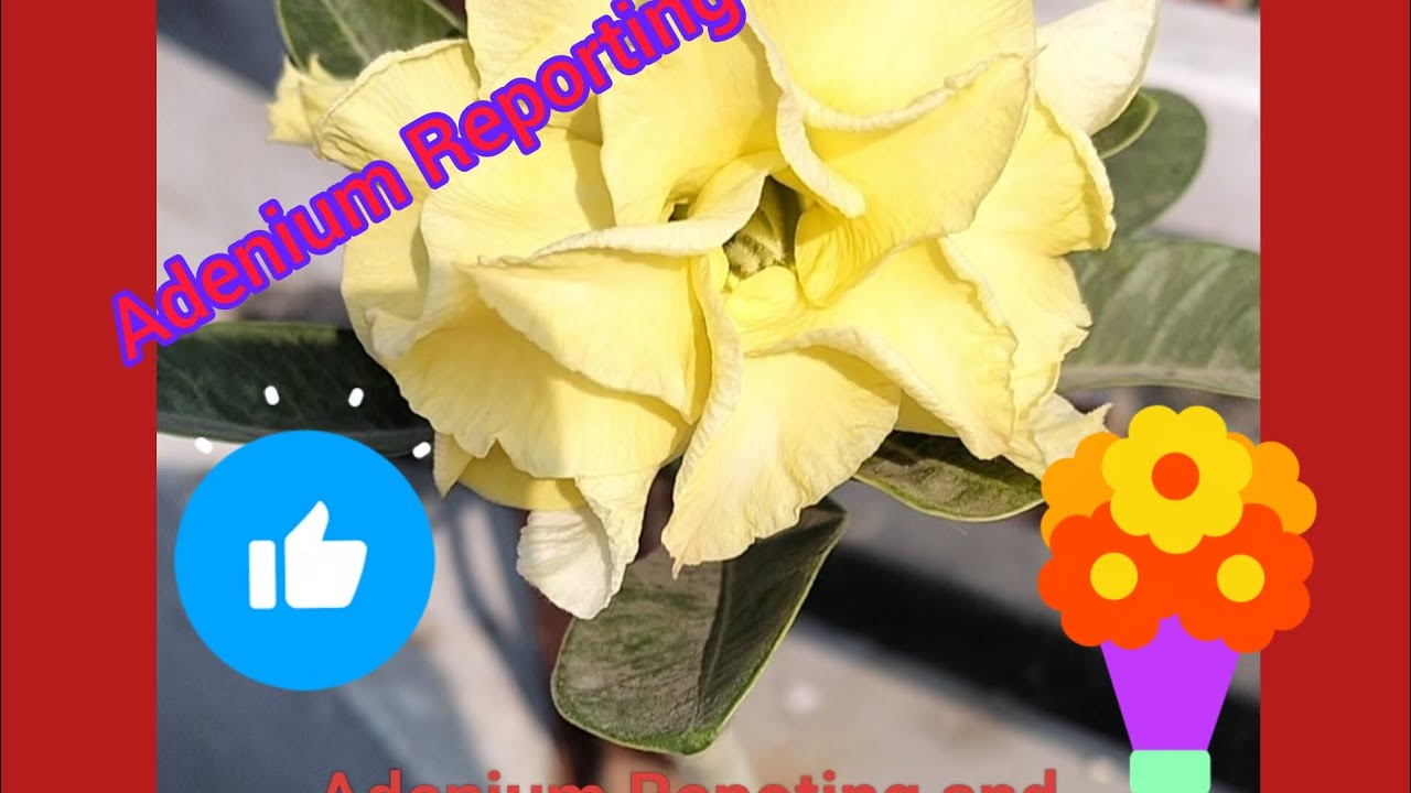 Adenium Reporting and uproot 